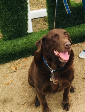Mr. Brown...my sweet rescue lab and the face of our sailboat Luckydog! Mr. Brown...my sweet rescue lab and the face of our sailboat Luckydog!