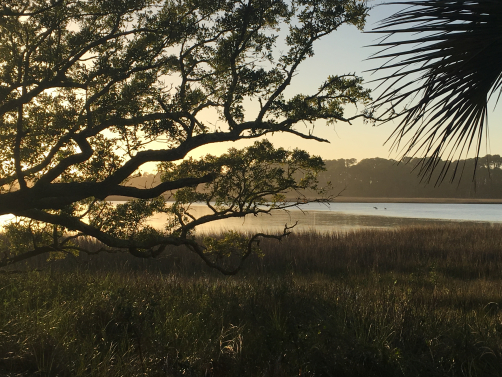 Beautiful low country grand oak. Beautiful low country grand oak.