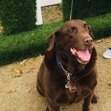 Mr. Brown...my sweet rescue lab and the face of our sailboat Luckydog!