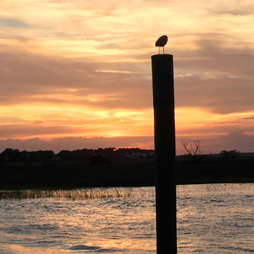 Goodnight seagull Goodnight seagull