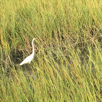 Fishing... Fishing...